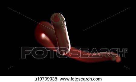 Illustration of a hookworm. View Large Photo Image Stock Photo - Illustration of a hookworm.. Fotosearch