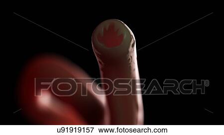 Illustration of a hookworm. View Large Photo Image Stock Photo - Illustration of a hookworm.. Fotosearch