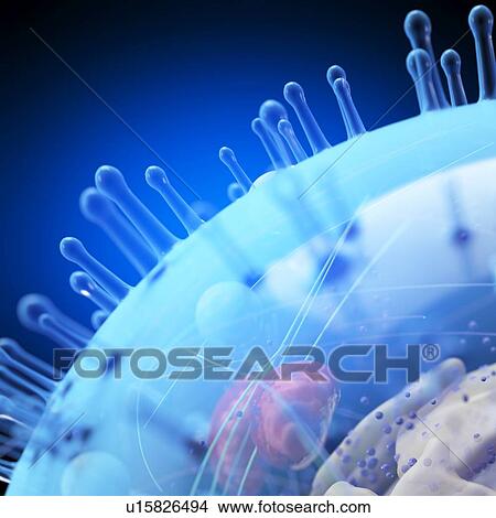 Illustration of a human cell. View Large Photo Image Picture - Illustration of a human cell.. Fotosearch