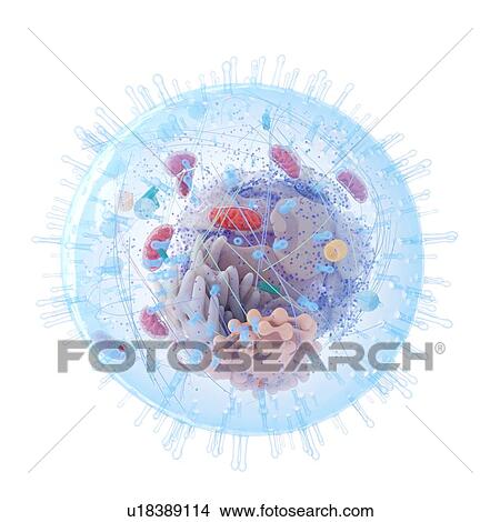 Illustration of a human cell. View Large Photo Image Picture - Illustration of a human cell.. Fotosearch