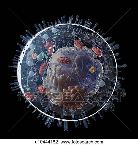 Illustration of a human cell. View Large Photo Image Stock Image - Illustration of a human cell.. Fotosearch
