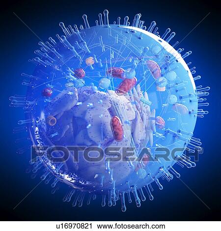 Illustration of a human cell. View Large Photo Image Stock Image - Illustration of a human cell.. Fotosearch
