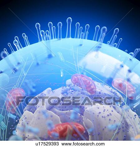 Illustration of a human cell. View Large Photo Image Stock Image - Illustration of a human cell.. Fotosearch