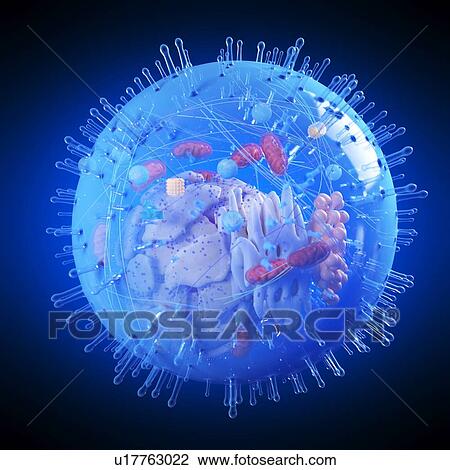 Illustration of a human cell. View Large Photo Image Stock Image - Illustration of a human cell.. Fotosearch