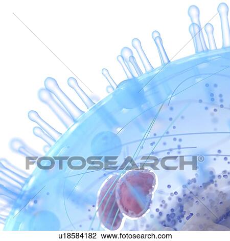 Stock Image - Illustration of a human cell.. Fotosearch