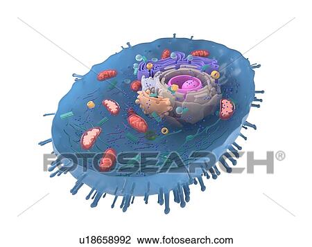 Stock Image - Illustration of a human cell cross-section.. Fotosearch