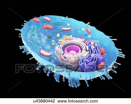 Stock Image - Illustration of a human cell cross-section.. Fotosearch