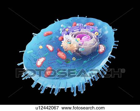 Stock Photo - Illustration of a human cell cross-section.. Fotosearch