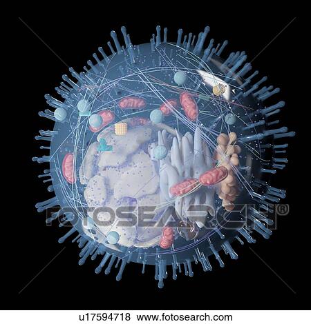 Stock Photo - Illustration of a human cell.. Fotosearch