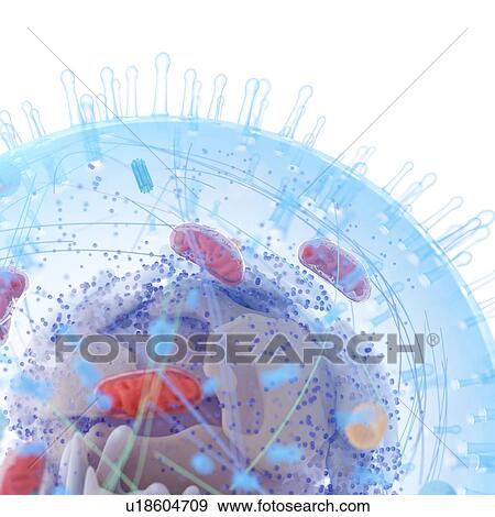 Illustration of a human cell. View Large Photo Image Stock Photo - Illustration of a human cell.. Fotosearch