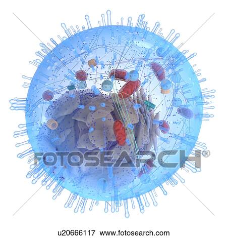 Illustration of a human cell. View Large Photo Image Stock Photo - Illustration of a human cell.. Fotosearch