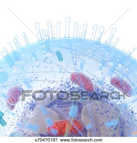 Illustration of a human cell. View Large Photo Image Stock Photo - Illustration of a human cell.. Fotosearch