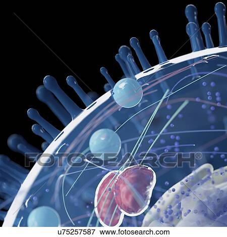 Illustration of a human cell. View Large Photo Image Stock Photo - Illustration of a human cell.. Fotosearch