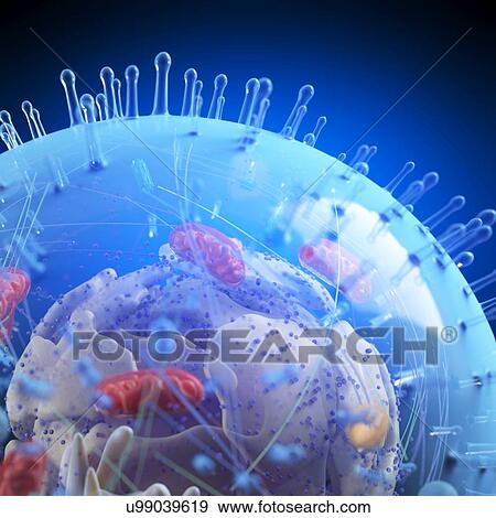 Illustration of a human cell. View Large Photo Image Stock Photo - Illustration of a human cell.. Fotosearch