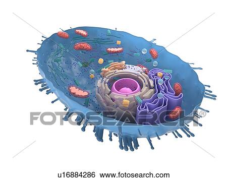 Stock Photograph - Illustration of a human cell cross-section.. Fotosearch