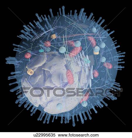 Illustration of a human cell. View Large Photo Image Stock Photography - Illustration of a human cell.. Fotosearch