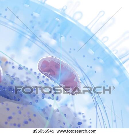 Illustration of a human cell. View Large Photo Image Stock Photography - Illustration of a human cell.. Fotosearch