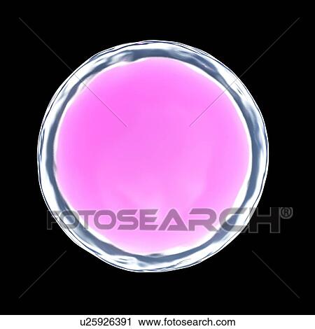 Stock Image - Illustration of a human egg cell.. Fotosearch
