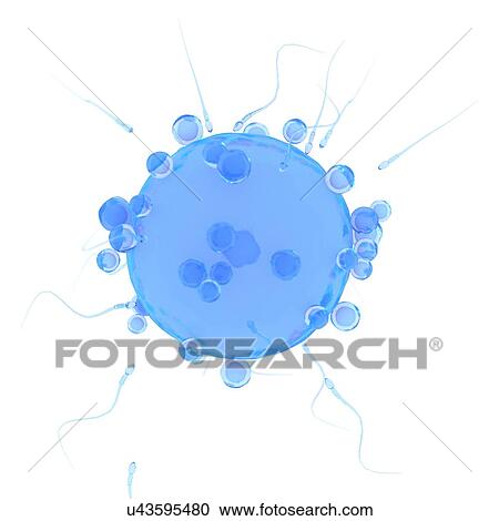 Illustration of a human egg cell. View Large Photo Image Stock Image - Illustration of a human egg cell.. Fotosearch
