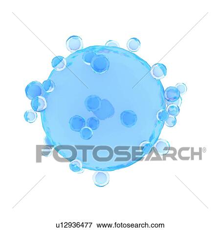 Stock Photo - Illustration of a human egg cell.. Fotosearch