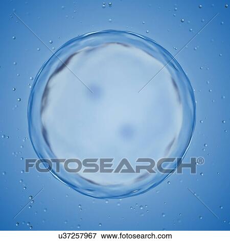 Stock Photo - Illustration of a human egg cell dividing.. Fotosearch