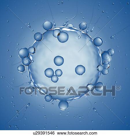 Illustration of a human egg cell. View Large Photo Image Stock Photograph - Illustration of a human egg cell.. Fotosearch
