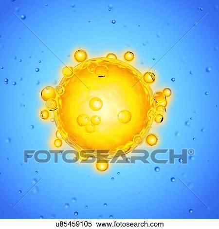 Stock Photography - Illustration of a human egg cell.. Fotosearch