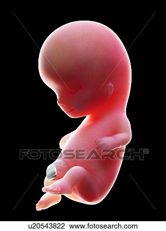 Illustration of a human foetus, week 10. View Large Photo Image Stock Image - Illustration of a human foetus, week 10.. Fotosearch