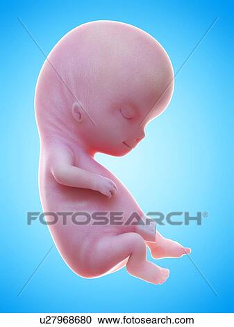 Illustration of a human foetus, week 10. View Large Photo Image Stock Image - Illustration of a human foetus, week 10.. Fotosearch