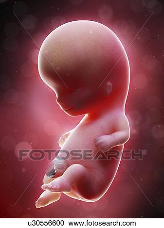 Illustration of a human foetus, week 10. View Large Photo Image Stock Image - Illustration of a human foetus, week 10.. Fotosearch