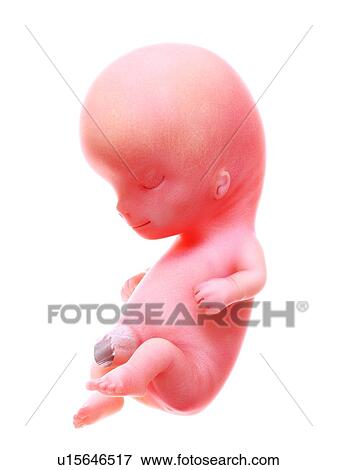 Stock Photo - Illustration of a human foetus, week 10.. Fotosearch