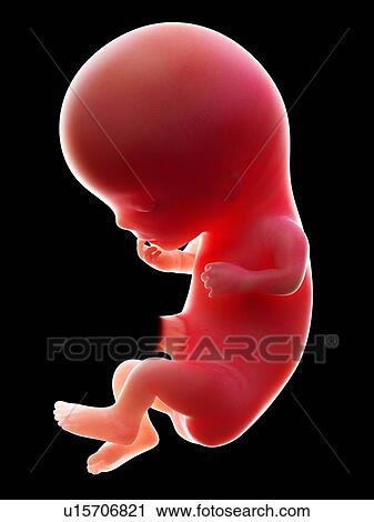 Illustration of a human foetus, week 11. View Large Photo Image Stock Image - Illustration of a human foetus, week 11.. Fotosearch