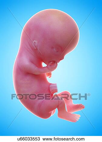 Illustration of a human foetus, week 11. View Large Photo Image Stock Image - Illustration of a human foetus, week 11.. Fotosearch
