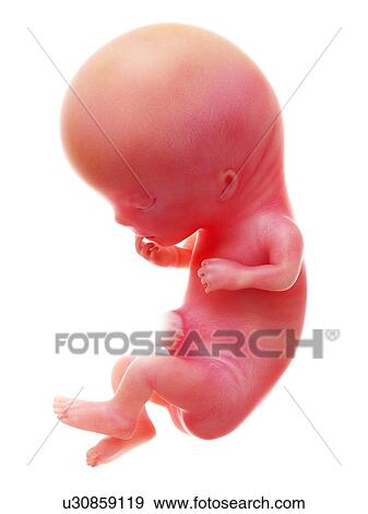 Stock Photo - Illustration of a human foetus, week 11.. Fotosearch