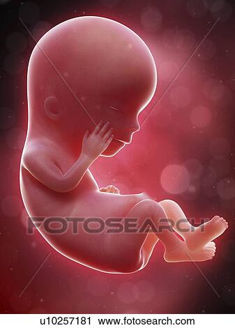 Stock Image - Illustration of a human foetus, week 12.. Fotosearch