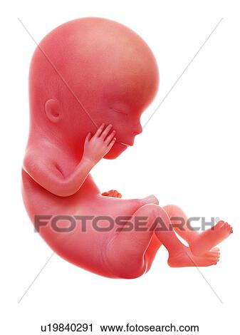 Stock Image - Illustration of a human foetus, week 12.. Fotosearch