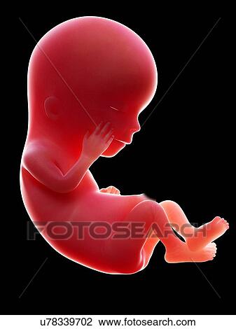 Illustration of a human foetus, week 12. View Large Photo Image Stock Image - Illustration of a human foetus, week 12.. Fotosearch