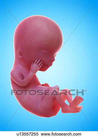 Illustration of a human foetus, week 12. View Large Photo Image Stock Photography - Illustration of a human foetus, week 12.. Fotosearch