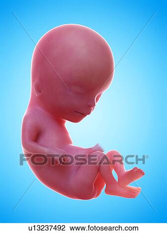 Illustration of a human foetus, week 13. View Large Photo Image Stock Image - Illustration of a human foetus, week 13.. Fotosearch