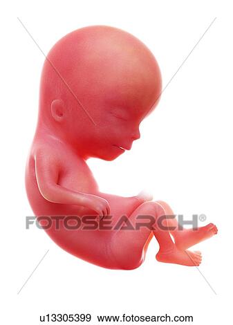 Illustration of a human foetus, week 13. View Large Photo Image Stock Photo - Illustration of a human foetus, week 13.. Fotosearch