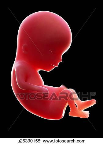 Illustration of a human foetus, week 13. View Large Photo Image Stock Photography - Illustration of a human foetus, week 13.. Fotosearch