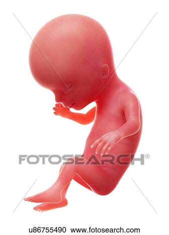 Stock Image - Illustration of a human foetus, week 14.. Fotosearch