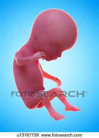 Illustration of a human foetus, week 14. View Large Photo Image Stock Photo - Illustration of a human foetus, week 14.. Fotosearch