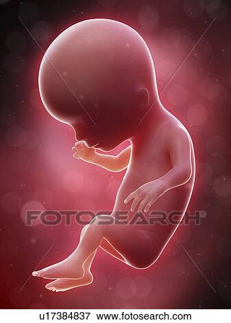 Illustration of a human foetus, week 14. View Large Photo Image Stock Photo - Illustration of a human foetus, week 14.. Fotosearch