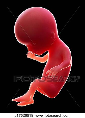 Illustration of a human foetus, week 14. View Large Photo Image Stock Photo - Illustration of a human foetus, week 14.. Fotosearch