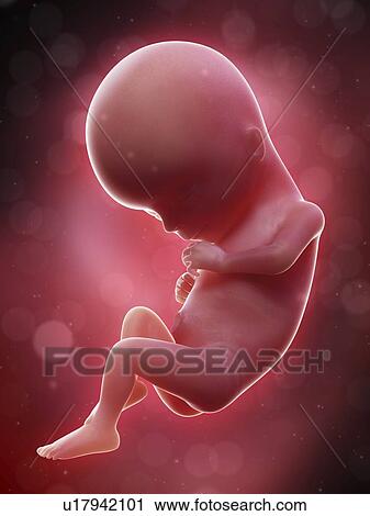 Illustration of a human foetus, week 15. View Large Photo Image Stock Image - Illustration of a human foetus, week 15.. Fotosearch