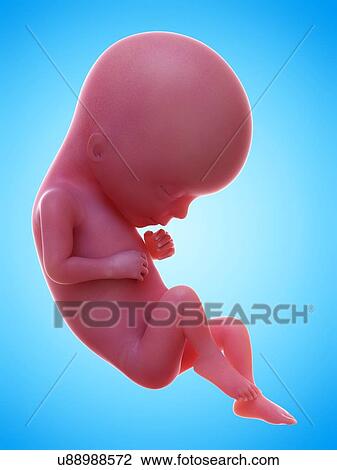 Stock Image - Illustration of a human foetus, week 15.. Fotosearch