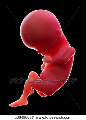 Stock Photo - Illustration of a human foetus, week 15.. Fotosearch