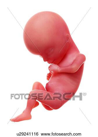 Illustration of a human foetus, week 15. View Large Photo Image Stock Photograph - Illustration of a human foetus, week 15.. Fotosearch