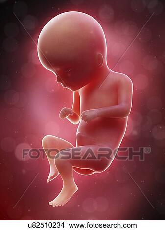 Picture - Illustration of a human foetus, week 16.. Fotosearch